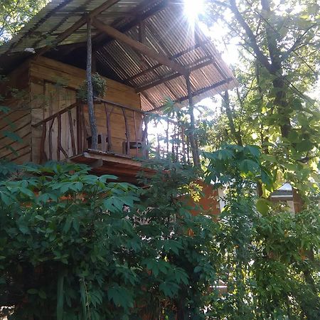 Angry Birds Tree House Lägenhet Habarana Exteriör bild